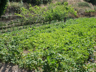 Huerto patatas