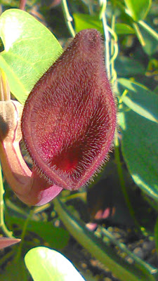 aristolochia baetica