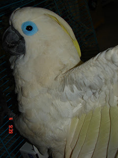 Cacatua opthalmica