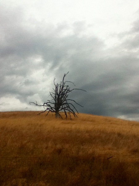 spooky tree