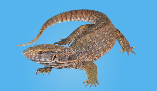 how-to-care-for-pet-savannah-monitor