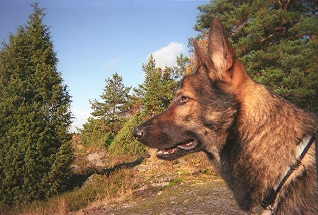 pictures of german shepherd