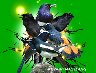 Download mp3 suara burung murai lengkap