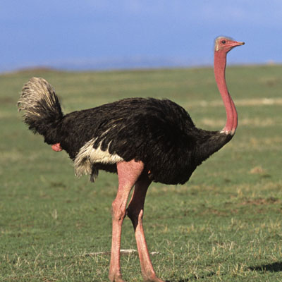 Ostrich - Animals Photos