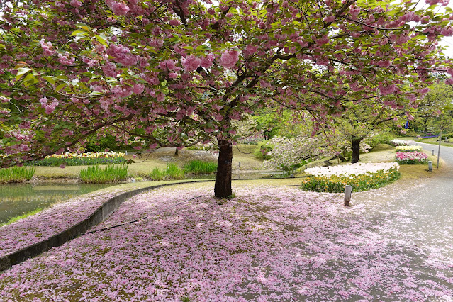 鳥取県西伯郡南部町鶴田 とっとり花回廊 花の谷 八重桜