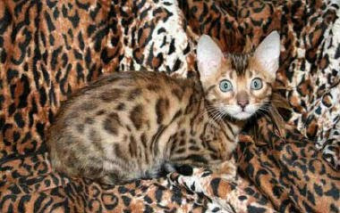 Bengal Cats - Endangered Animals - Extinct Animals