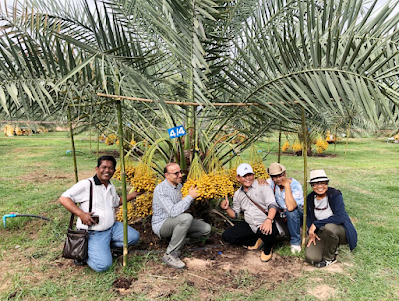 wisata kebun kurma tanah karo