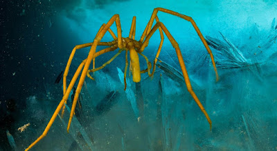 sea spiders underwater spiders