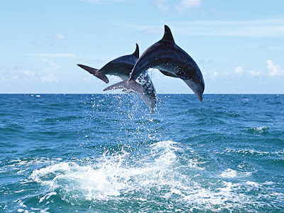 foto de de parejas de delfines