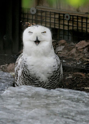 Laughing Owls Seen On www.coolpicturegallery.us