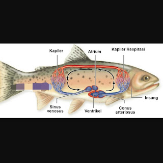 Fish Circulatory System (Equipped with Pictures)