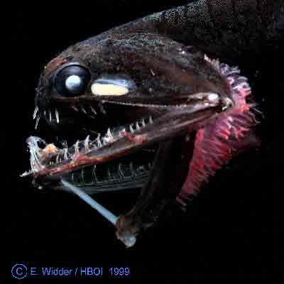 Deep  Fishing on Looking Deep Sea Critters That Are Mostly Maws Like The Thing Below