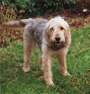 Otterhound Dog PIcture