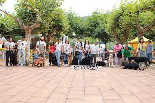 Los perros de la asociación GT Wurssy causan admiración en las fiestas de El Regato