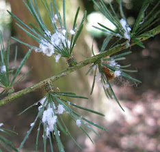 Fluffy white cotton ball-like coverings of the larch adelgid.