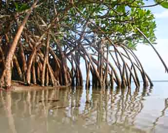 Manfaat Hutan Mangrove