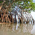 Manfaat Tumbuhan Bakau Atau Hutan Mangrove