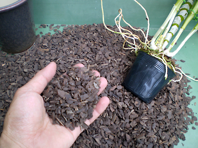植え込み材料にバークを使用する Dendrobium Blog