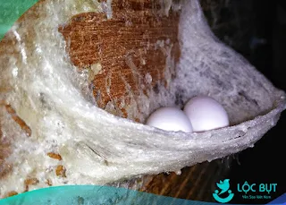 Chim yến đẻ trứng trong tổ yến.