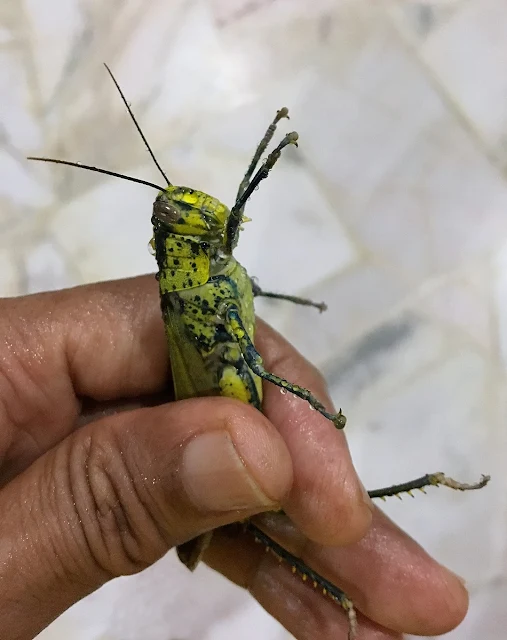 Grasshopper in my Garden