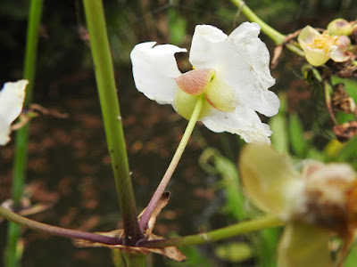 萊茜慈姑的花萼（雄花）