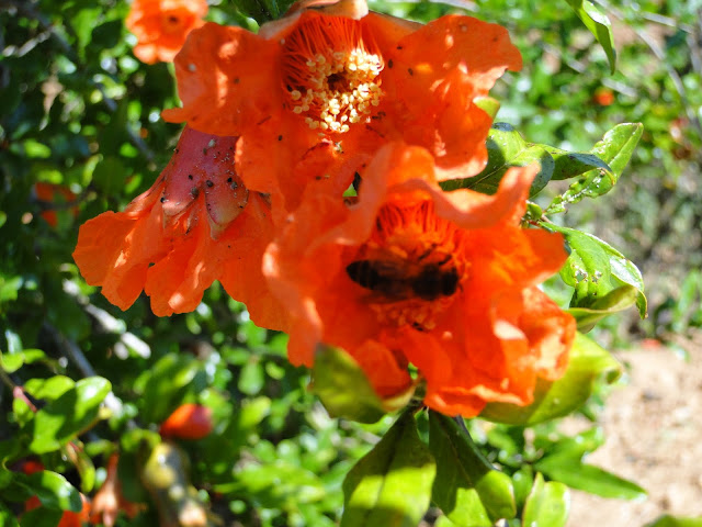 Punica granatum flower Morocco