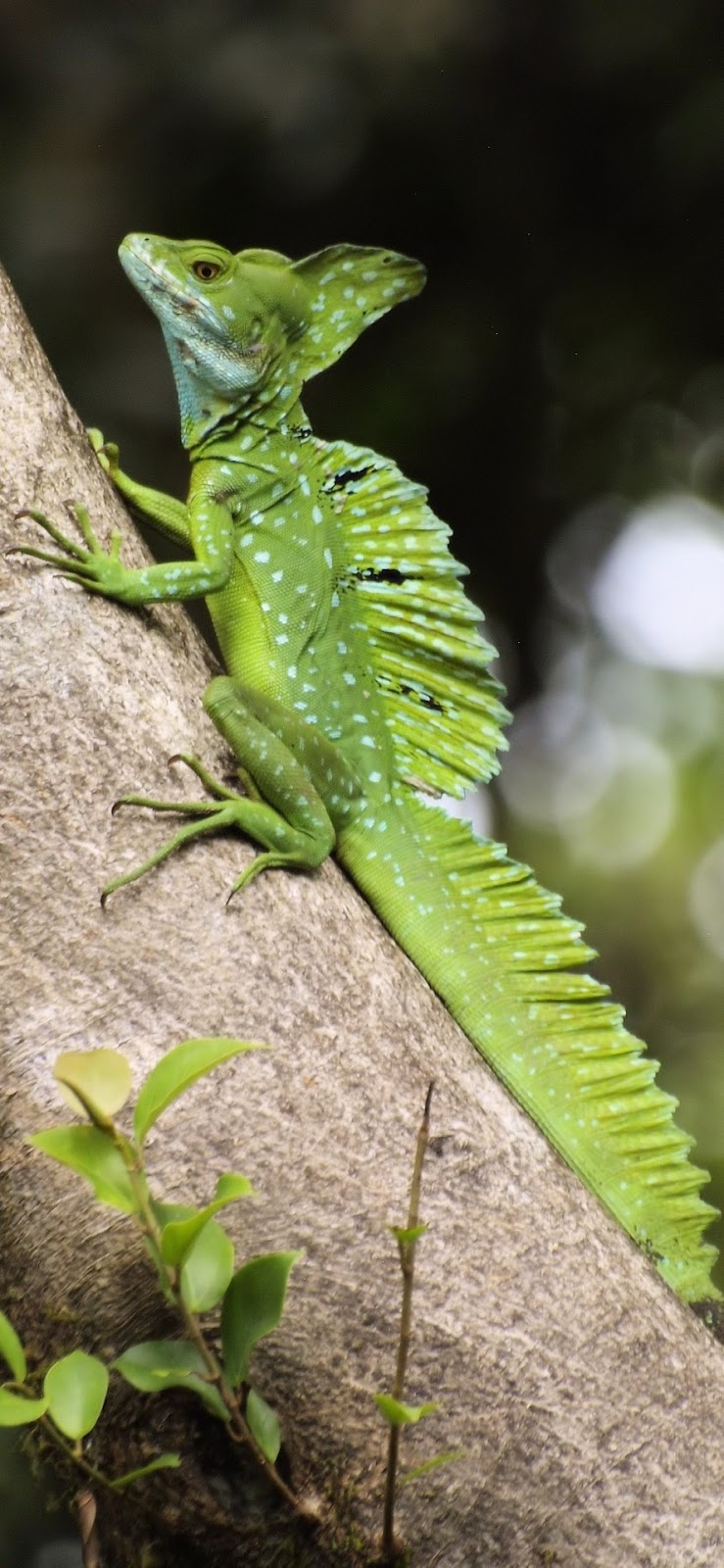 Weird looking green lizard(Basiliscus plumifrons).