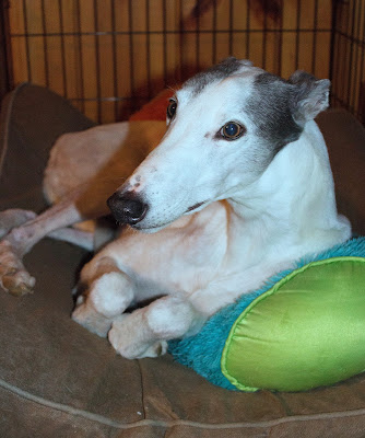 Blue greyhound in his man cave