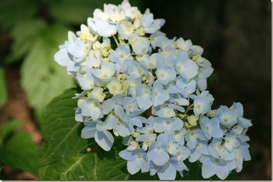 Hydrangea_BlueberryParfait