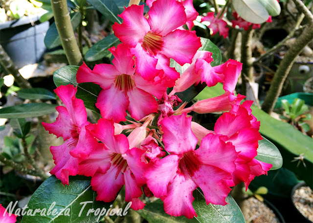 Numerosas flores de la Rosa del Desierto, Adenium obesum