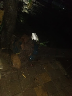 Terjadi Pohon Tumbang Akibat Bekas Galian Salah Satu PDAM di Kota Tangerang