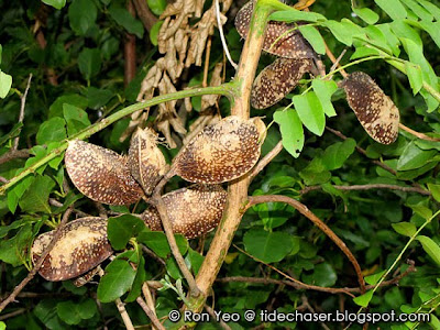 Caesalpinia bonduc