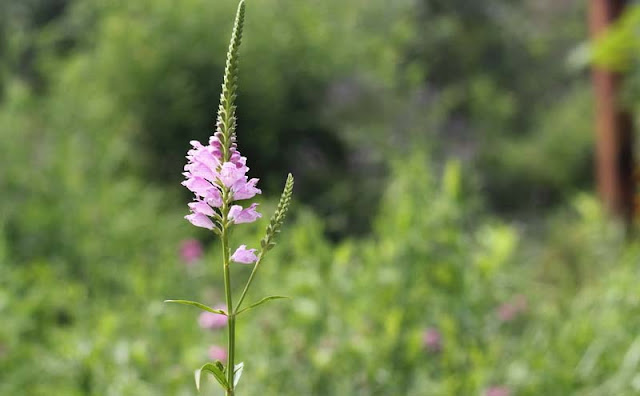 Physostegia Virginiana Flowers Pictures