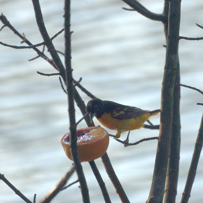 Baltimore Oriole