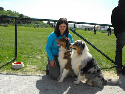 australian shepherd in obedience competition