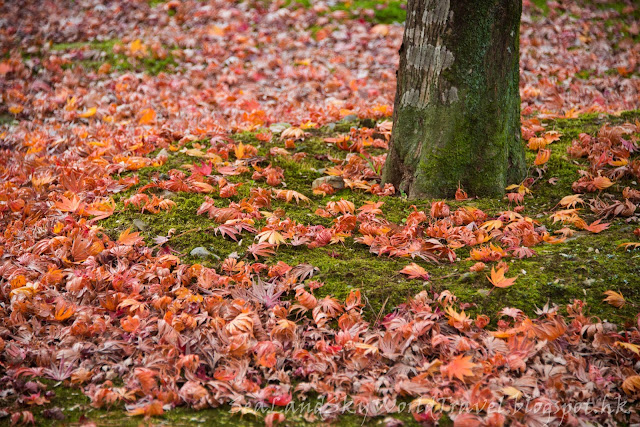  東福寺紅葉