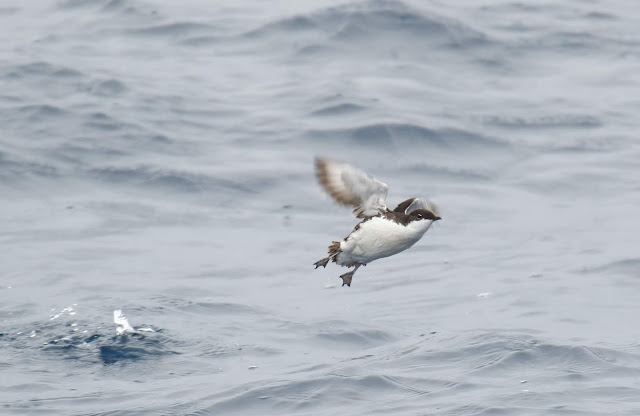 Scripps's Murrelet