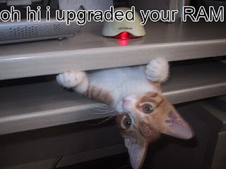 Funny+Cat+and+Mouse+(21)