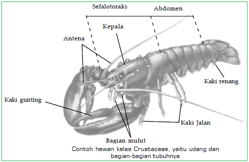 4 Klasifikasi Arthropoda dan Contohnya Arachnida 