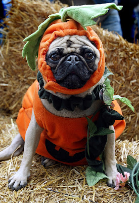 9 Adorable Costumes for Your Pets