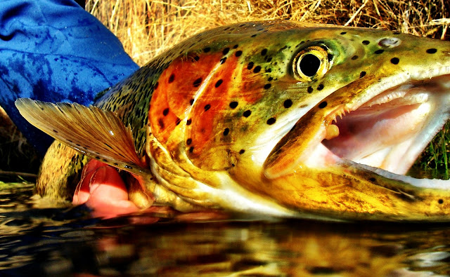 san juan river rainbow