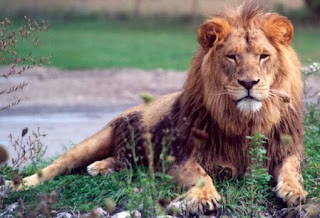 Interesting Facts About Lions