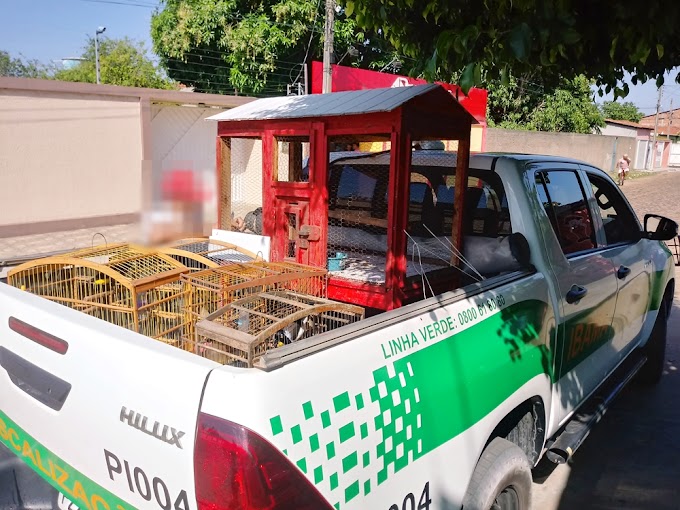 Ibama apreende pássaros silvestres, gaiolas e viveiro após denúncias anônimas em Cocal 