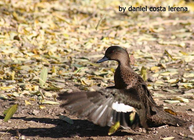 Batiendo las alas.