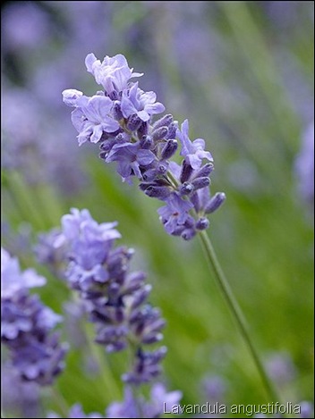 Lavandula angustifolia