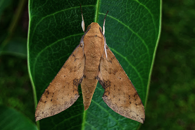 Cechenena aegrota