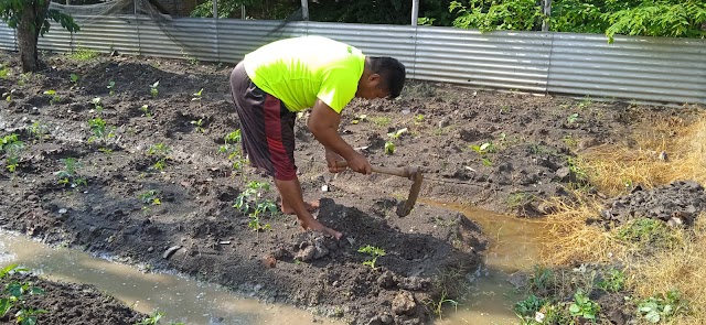 Pembersihan dan Pemeliharaan Tanaman Di  Green House Kodim 0716/Demak   