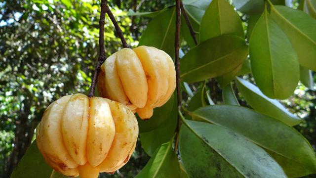 Garcinia Cambogia Extract