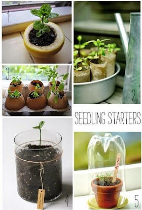 Seedlings Ideas For Starters