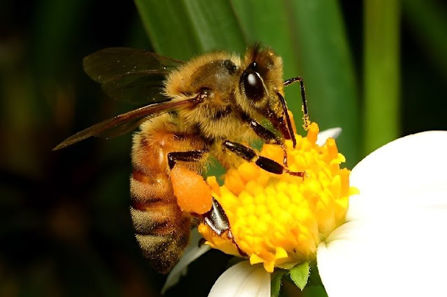 El impacto negativo de la contaminación atmosférica, específicamente el ozono, en la capacidad de las abejas para polinizar las flores y su repercusión en la biodiversidad y la agricultura.